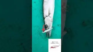 😱இந்த STRIKE-க்கு நான் தயார் இல்ல!BARRACUDA Savage Attack!&rdquo;‼️ #fishingshorts #tamilfishing