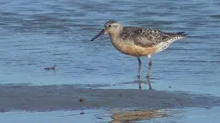 Red Knot. Worn breeding plumage. South Padre Island.