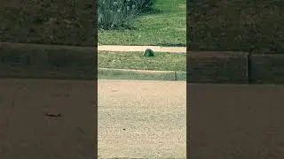 Spotted a Rare Squirrel in Michigan!? 🐿️ White Tailed Squirrel Mystery!