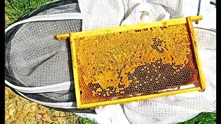 Are My Bees Honey Bound How to Fix a Honey Bound Beehive? Beekeeping UK