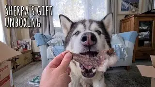 Sherpa's gift unboxing, what will this Lucky husky get today!