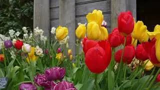 Arundel Castle's head gardener hails 2024 Tulip Festival success