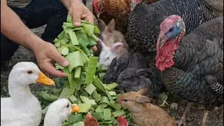 La variedad de la comida de las gallinas es lo más importante 