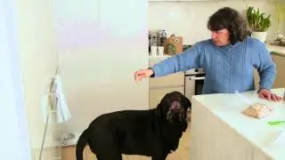 How to Help Prevent Puppy Accidents : Loving Your Dog