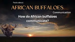 African Buffalo Fact 23 - How do African buffaloes communicate?