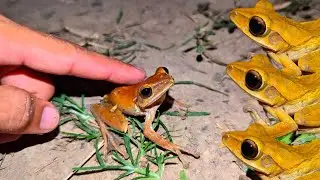 Touch Big Tree Frog cute cute  | Frog TV PoP
