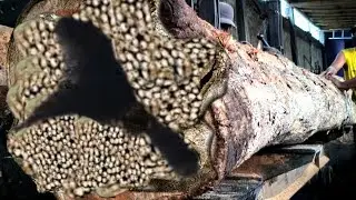 Extreme Risks at Sawmills!! Hollow Wood Filled with Deadly Poison