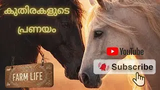 🐎കുതിര വേലി ചാടി guy's 