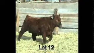 Redland Red Angus Lot # 12