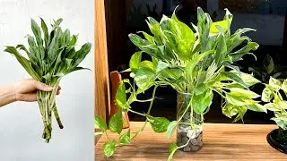 Новая идея для настольного растения в горшке, которое фильтрует воздух и поддерживает влажность.