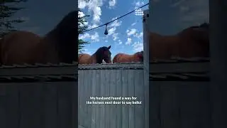 Man Builds Retractable Fence So Horses Can Say Hello!