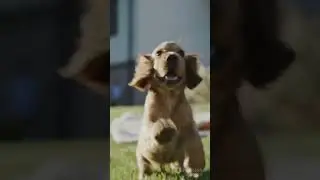Found in a Trash Bag: This Puppy&rsquo;s Life Changed Forever 🐶💔
