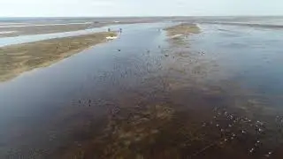 Перелёт гусей! geese flight!
