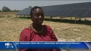Two thousand trees die at Lignaverda Reforestation Project - nbc