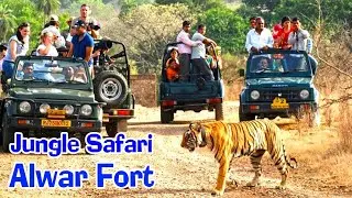 Alwar Fort| Sariska tiger national park | Tiger fight in jungle | jeep safari near delhi |