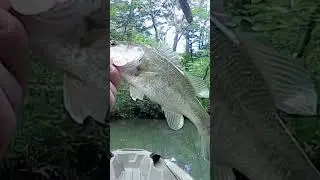 Hes just a little guy&hellip;#dinker #fishing #bass