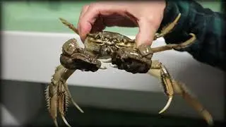 Virtuali paroda. Gauruotažnyplis krabas