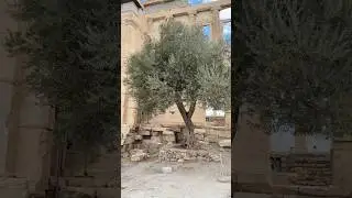 A symbol of peace, wisdom and victory. The olive tree of Athena! #athens #greece #acropolis #olive