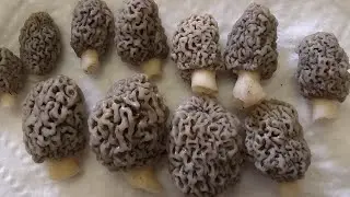 Pennsylvania Morel Mushroom Hunting Update:April 12, 2023  #Morel Mushrooms