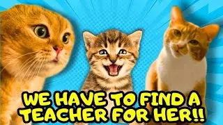 When a Cat Father Needs Help to Find a Teacher for His Kitten (part 3)