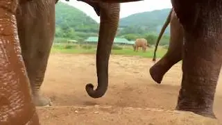 The Elephant conversation at Elephant Nature Park