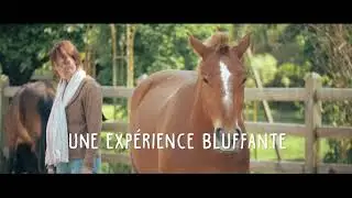 Coaching assist&eacute; par le cheval - l'univers de CoCoReCo