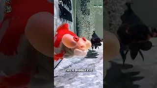 Необычная порода золотых рыбок 😯