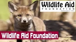 Who Are the Wildlife Aid Foundation?