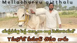 💥యద్దనపల్లి పెద్ద అబ్బాయి బుజ్జి  మెమోరియల్  y మనోజ్ కుమార్ చౌదరి గారు రావిపాడు గిత్తల షెడ్ వీడియో🔥 