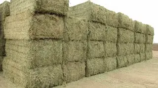 The market for selling grass in Saudi Arabia