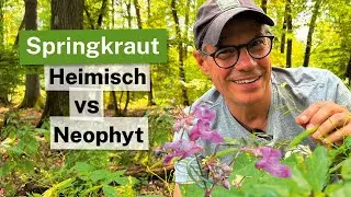 Himalayan balsam: Late bee plant, but invasive!