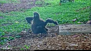 Wing Flaps and Full Stand From Young Kalama &ndash; Apr. 14, 2017