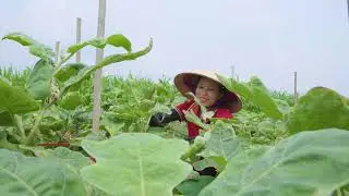 Harvesting the Rare Eggplant Hybrid in the Forest | Transforming a Forest into a Countryside Farm