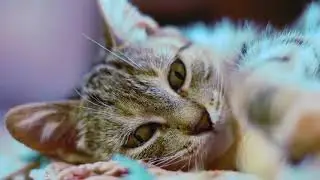 &ldquo;Cat mom hugs baby kitten&rdquo;|They are very cute❤️|Top 5 Kittens❤️😘