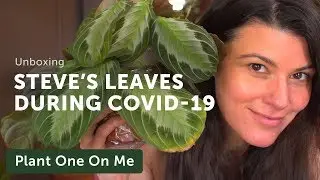 Steve's Leaves Unboxing During Covid-19 Pandemic &mdash;&nbsp;Ep 161
