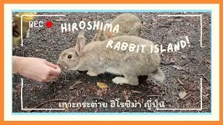 Japan Rabbit Island - Hiroshima | Bunny lovers | 大久野島