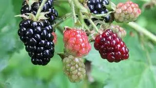 Blackberry Blossom, Gabe Hirschfeld and Greg Liszt