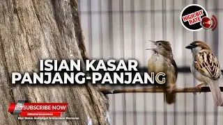 Tembakan Kasar Diulang Ulang Materi Kapas Tembak Greja Tarung Cucak Cungkok Super Gacor