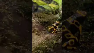 Grandson films super poison frogs #beautifulnature #grandson #riverlife #froglife