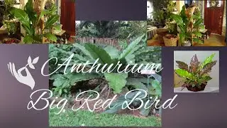 Anthurium Big Red Bird Care