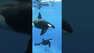 Orcas Teach the Young One How to Hunt | Killer Whale Intelligence | #orcaencounter #orcalife