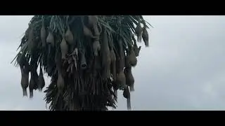 SONY 7Rii | CINEMATIC SHOTS | THE BEAUTY OF NATURE |  19 October 2020