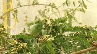 Giant honeybee Apis laboriosa foraging on Indigofera flowers in captive