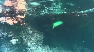 Sea Lions Playing In Galapagos
