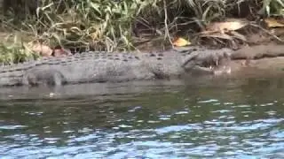 Saltwater Crocodile along the Daintree River, Queensland