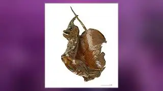 Jenny Haniver