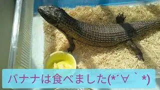 北レプで夢のオニプレお迎え！　2020 ジャパンレプタイルズショー in 札幌