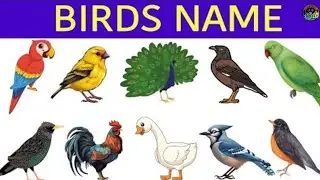 Birds | 25 Birds Name | Birds Vocabulary | Creation For Kids