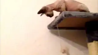 Two months old Devon Rex Kitten plays on the cat tree! Allevamento Cuccioli Gatto Devon Rex | Milano