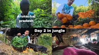 Day 2 in Jungle — Orange Harvesting in Arunachal Pradesh (Northeast India)